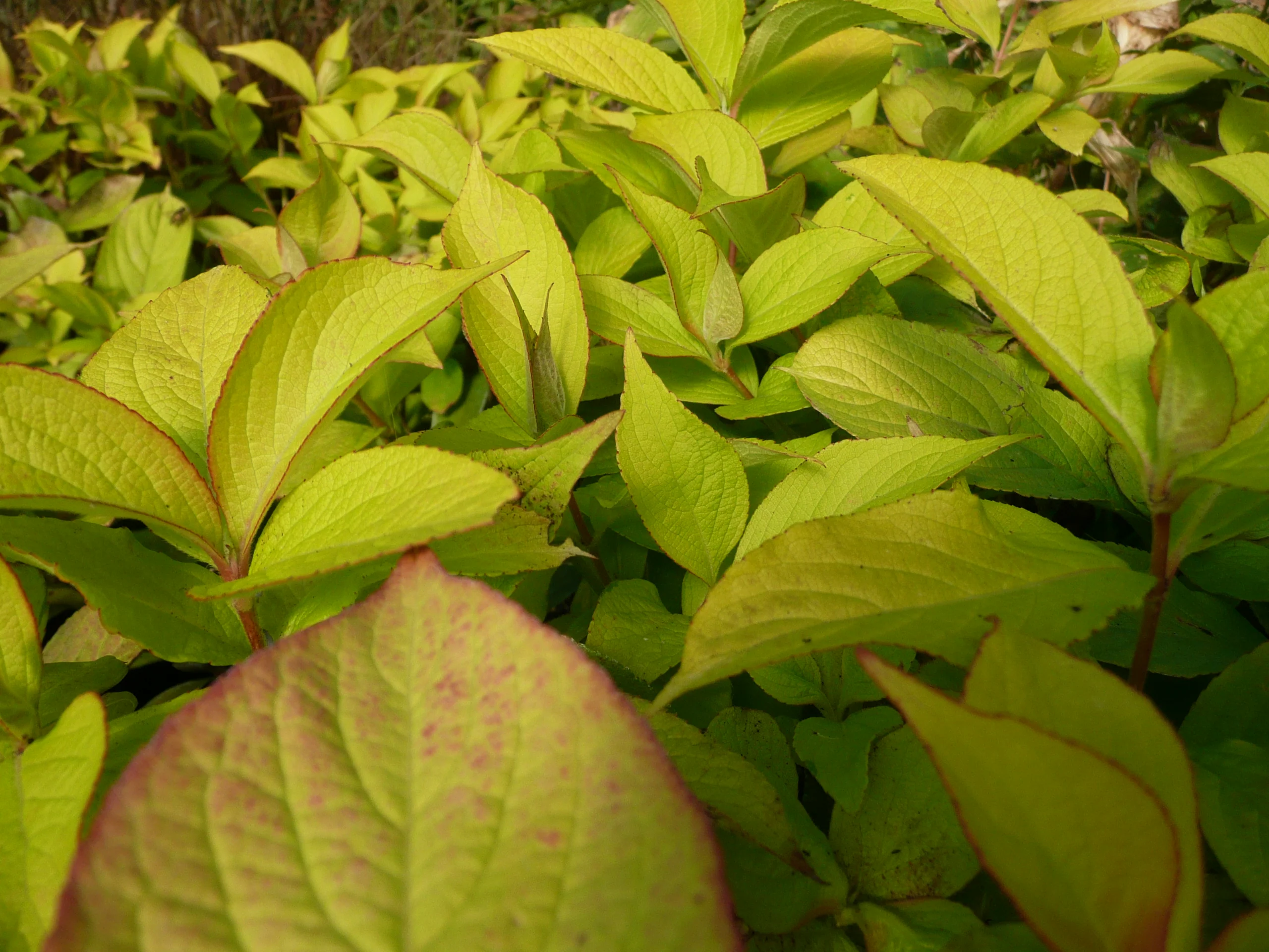 Cultivate the Extraordinary Landscape