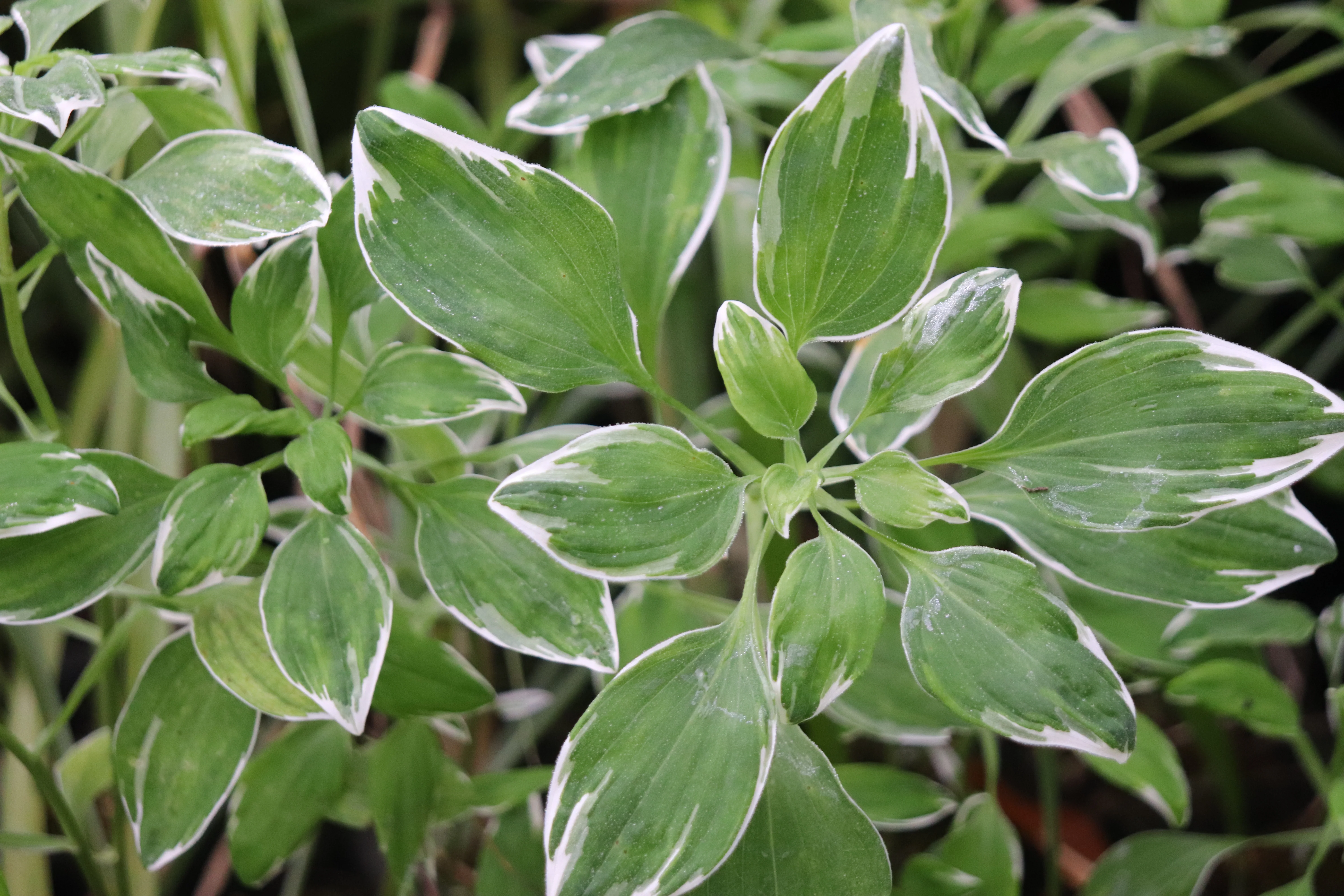 Perennials