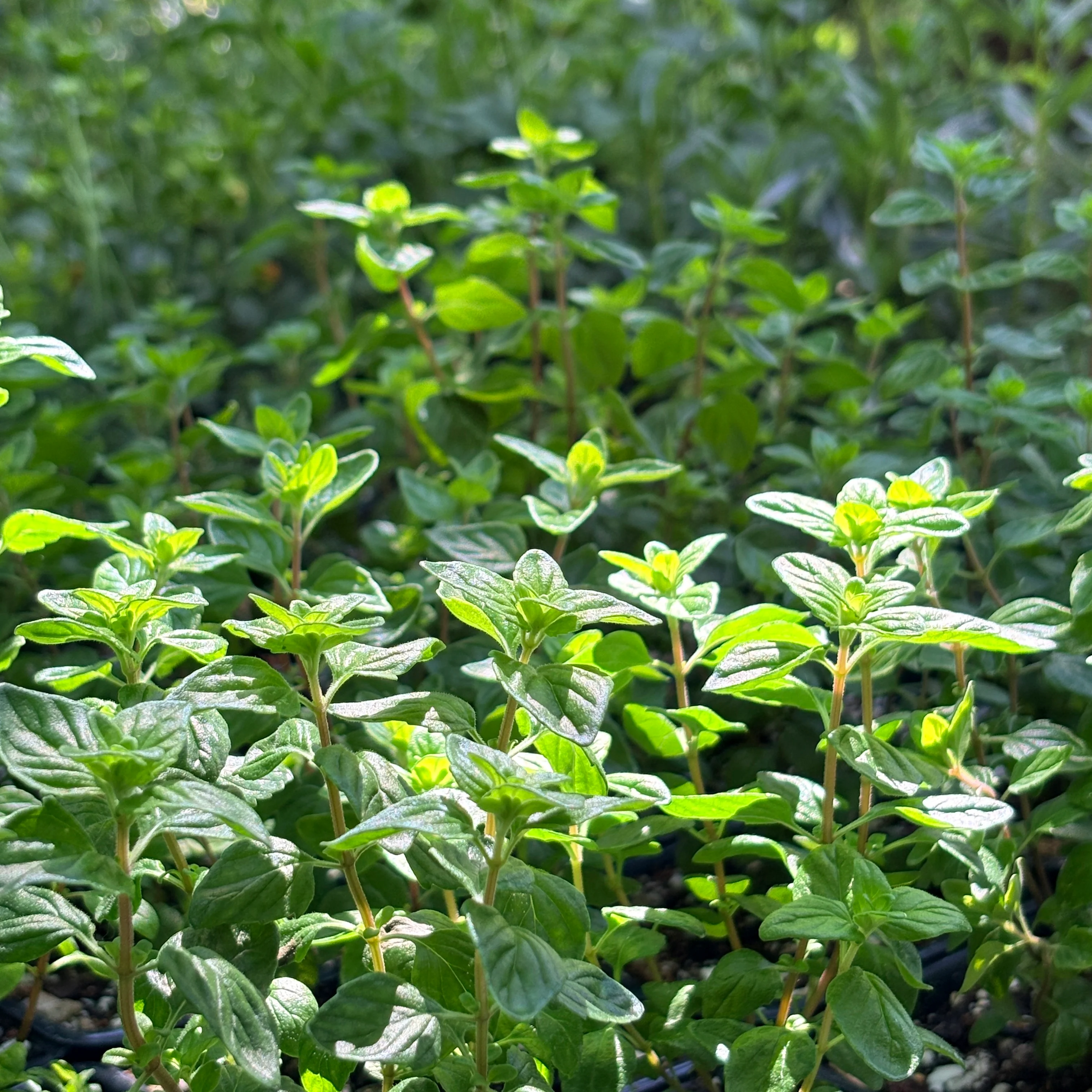 Plants for Part Sun/Shade